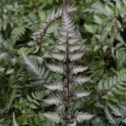 Hardy Fern Athyrium niponicum 'Pewter Lace'